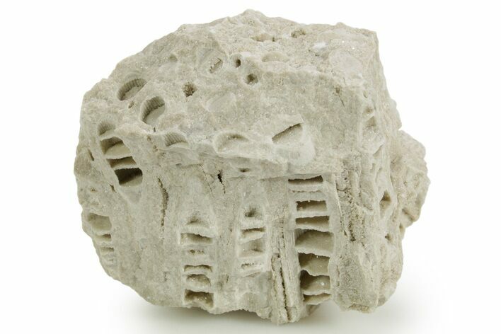 Silurian Dolostone w/ Sparkling Fossil Coral (Fletcheria) - Ohio #362647